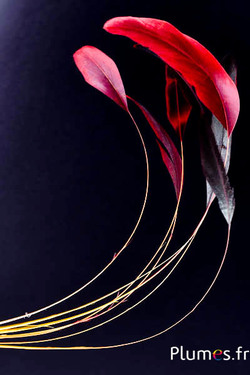 Coquetip - 23-28 cm - jaune-noir-rouge